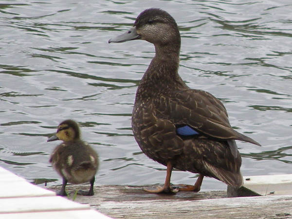 Mom and Baby Duck
