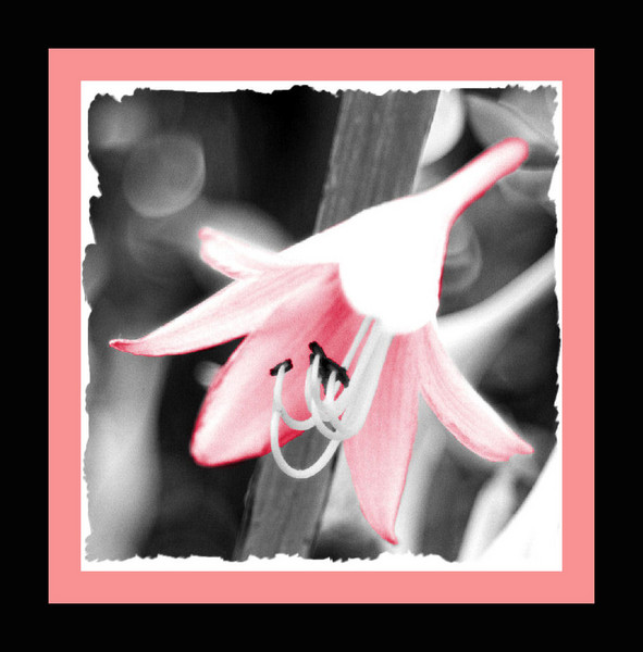 Pretty in pink