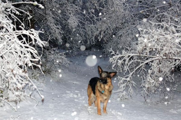 snow dog