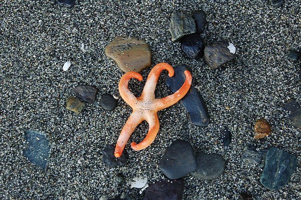 dancing sea star