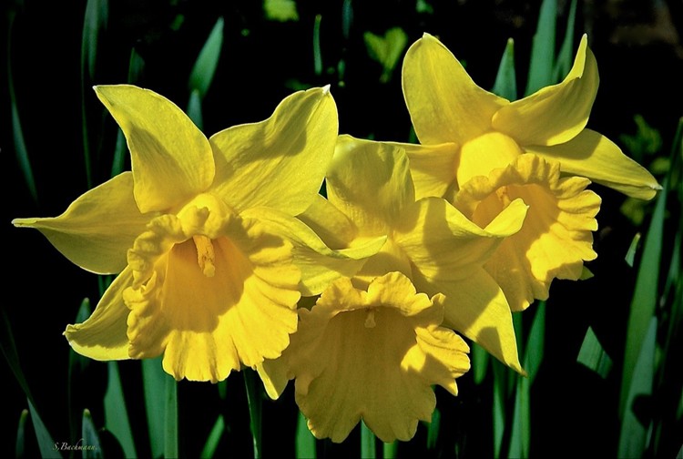 Sign of spring