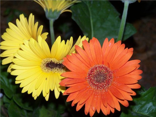 Gerber Daisies Orange and Yellow