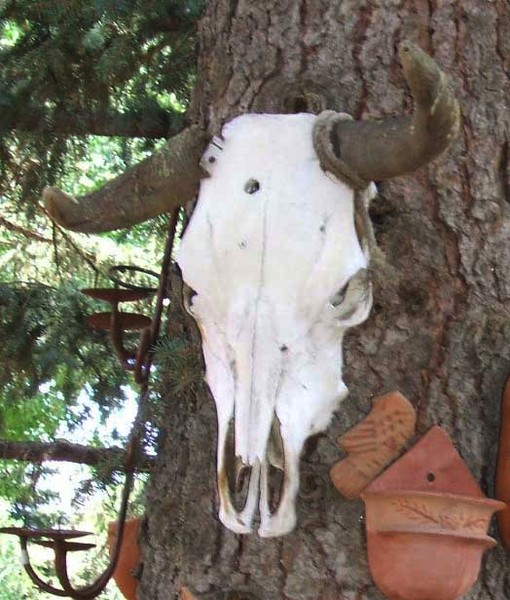 Broken Horn