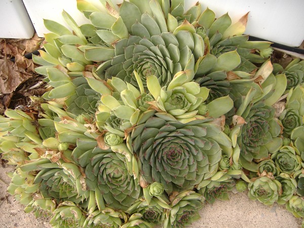 Sempervivums aka Hens and Chicks