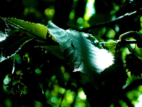 chlorophyl