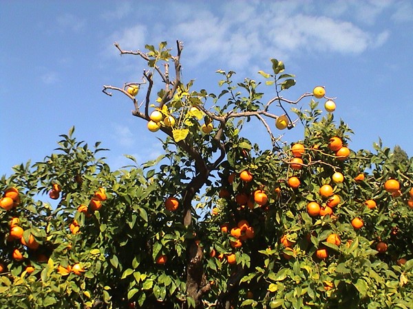 Lemon-Orange Company
