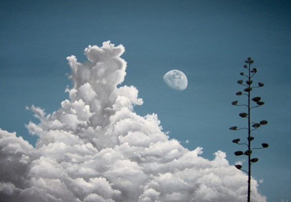 NOON MOON