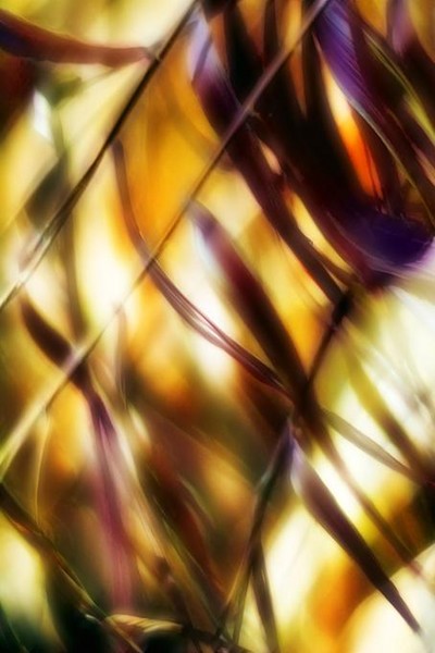 feathered weeds