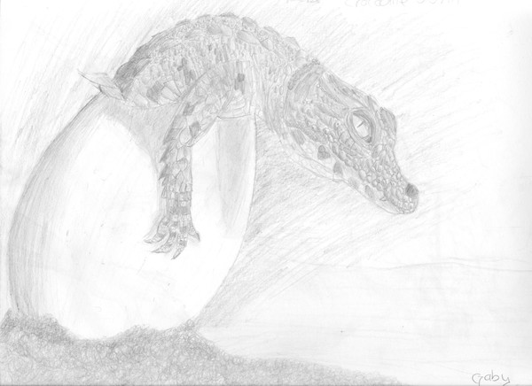 baby croco