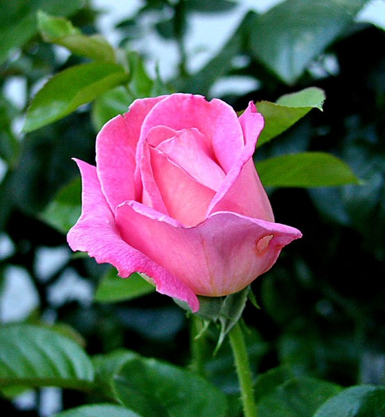 Friday Pink 3