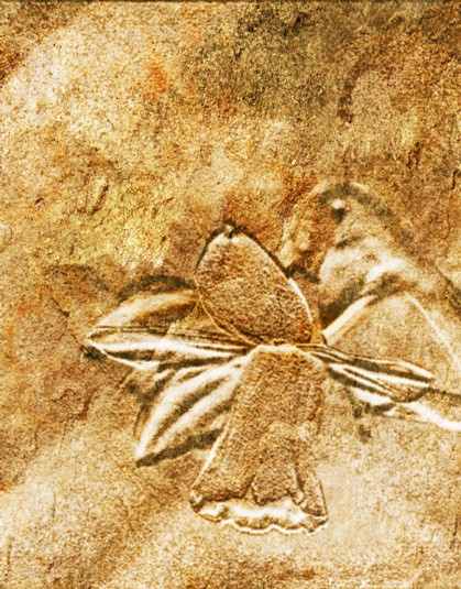 Fossil Daffodil