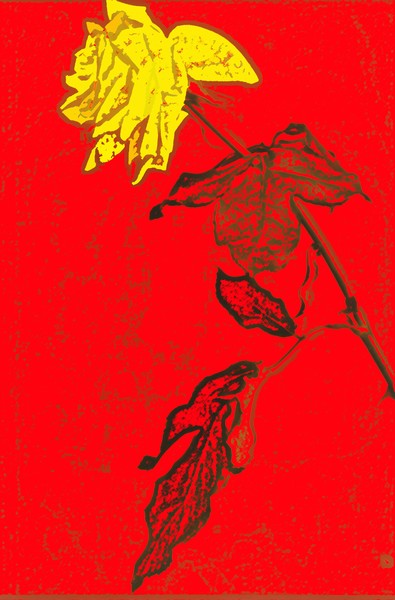 Yellow rose