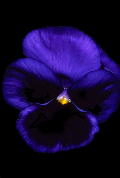 Pansy