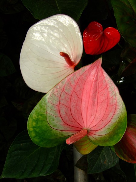 Flower of love