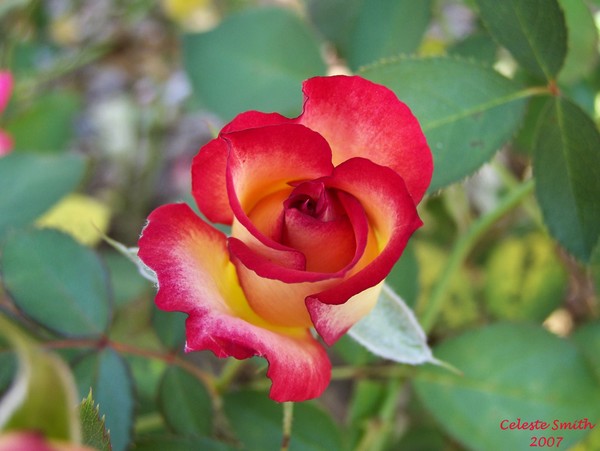 Pfeiffer Rose 5