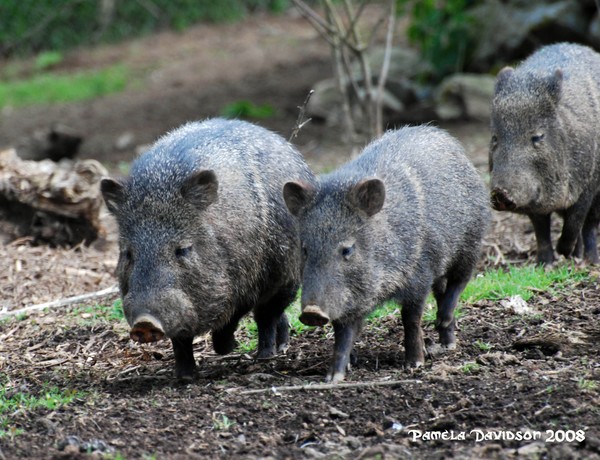 The Three Little Pigs.
