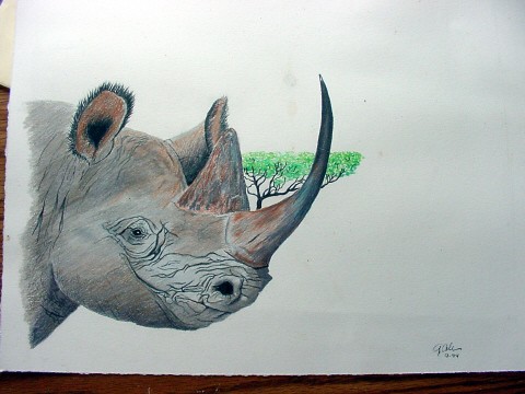BLACK RHINO