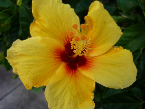 Hibiscus (yellow)