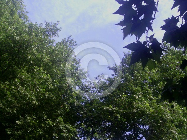 Trees 7