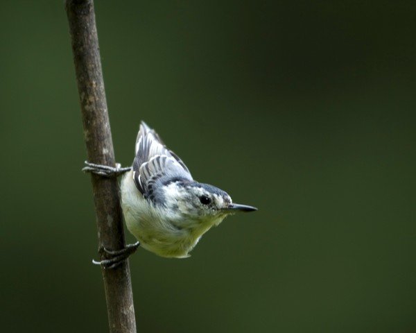 White-breasted Nuthatch