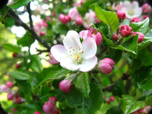 Apple Blossoms