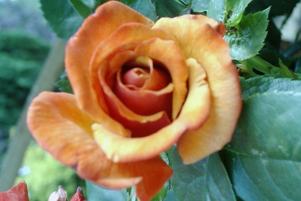 Beautiful orange rose