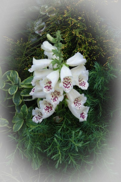 A Haze of hollyhocks