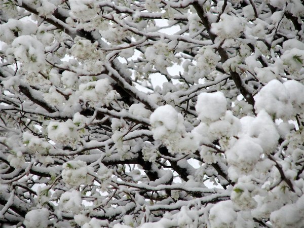 Winter on Spring