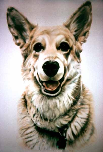 Mixed Breed Dog