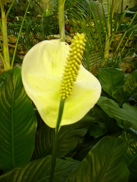 Peace Lily