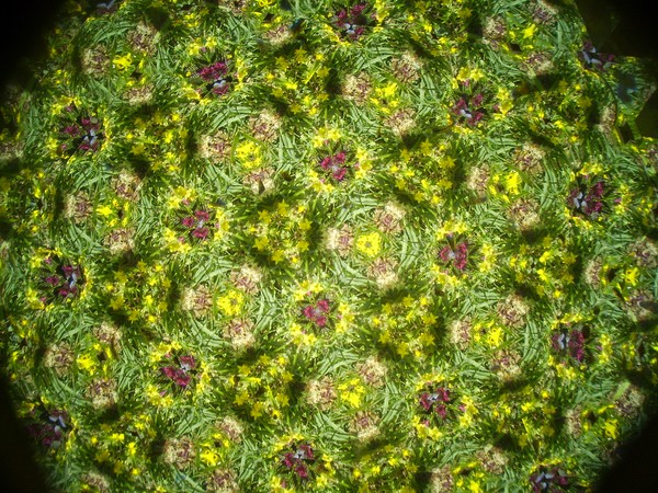 Kaleidoscope of Flowers