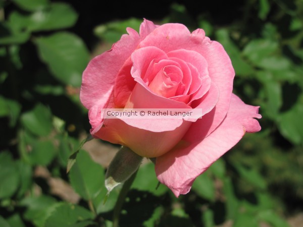 I want to buy you a rose garden