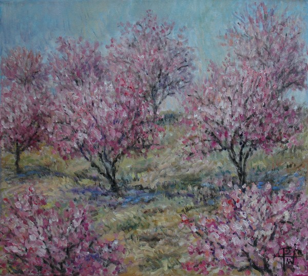 Apricot Trees