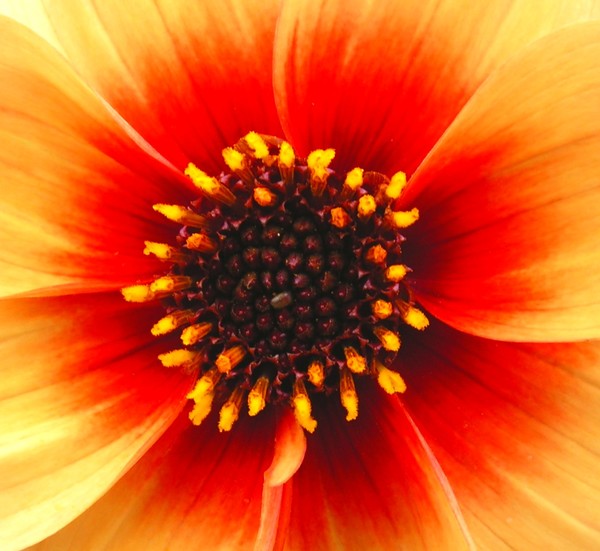 Sunburst