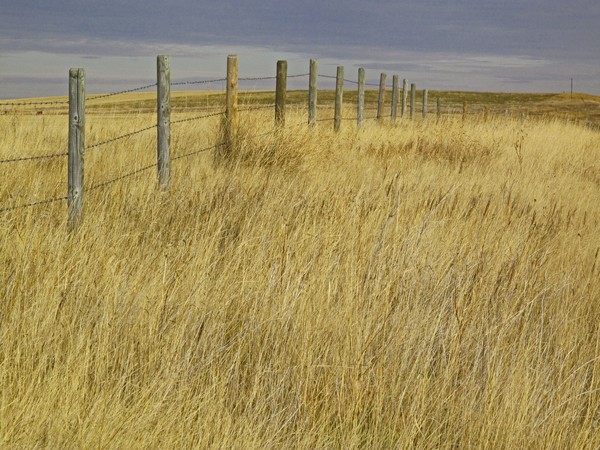 Prairie Fence Line