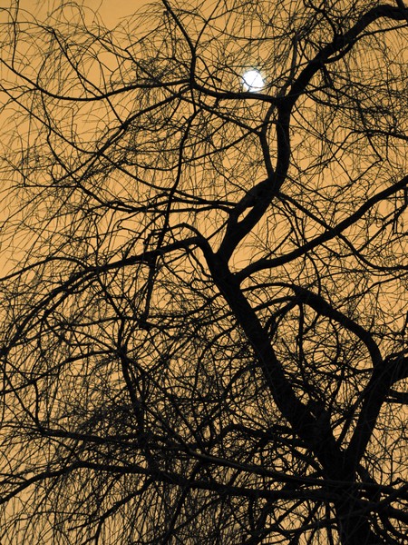Full Moon on Halloween Night