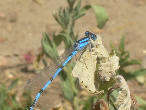 damsel fly