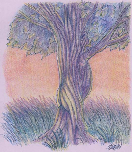Meadow of the Butbark