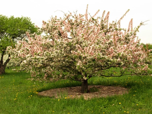 CRABAPPLE #2