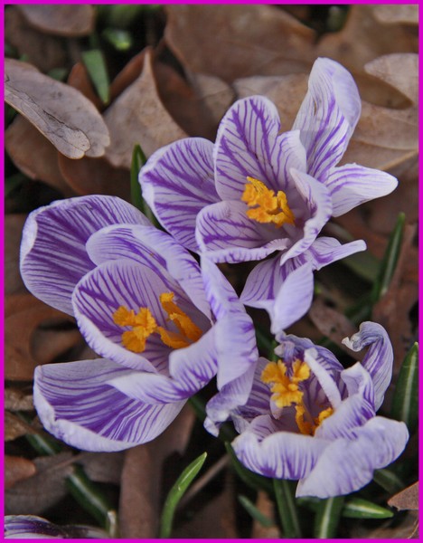 TRIPLE CROCUS