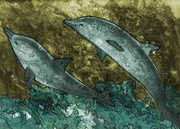 dolphins
