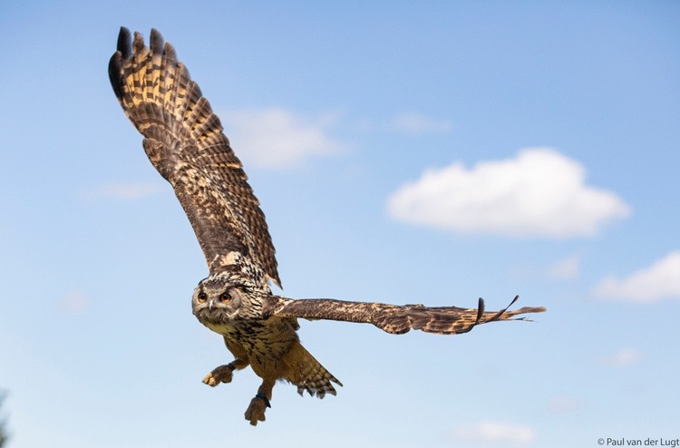 Flying owl