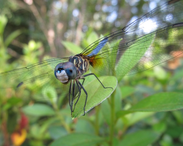 Dragonfly