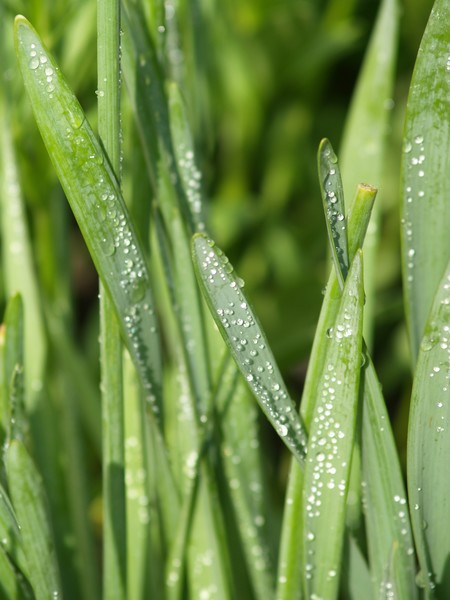 Wet Leaves