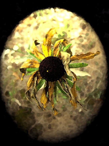 Daisy Oval