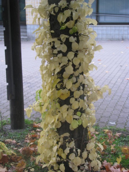 Autumglory2008