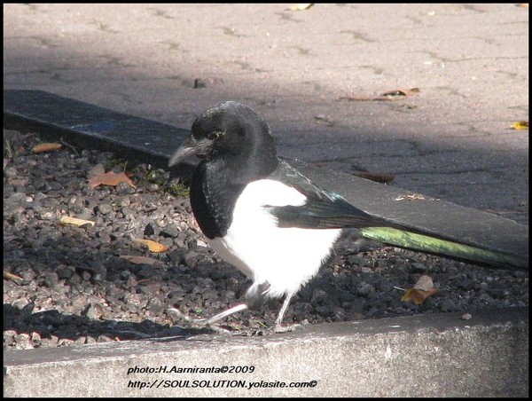 city birds