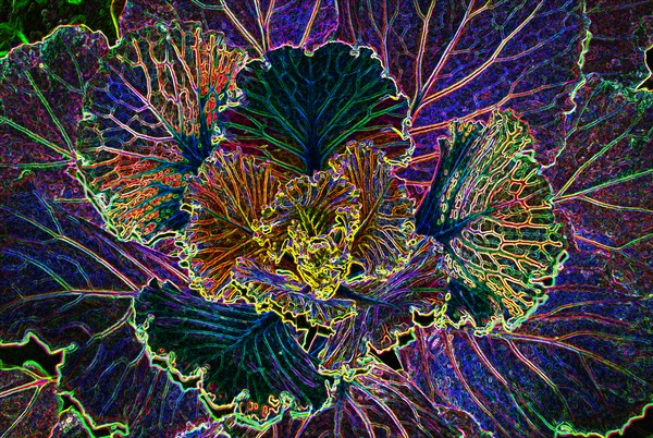 A cabbage