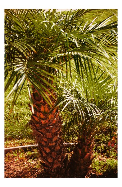 Small Palms