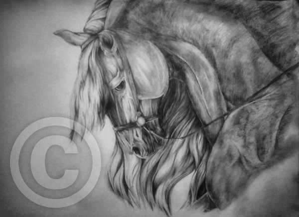 Andalusian